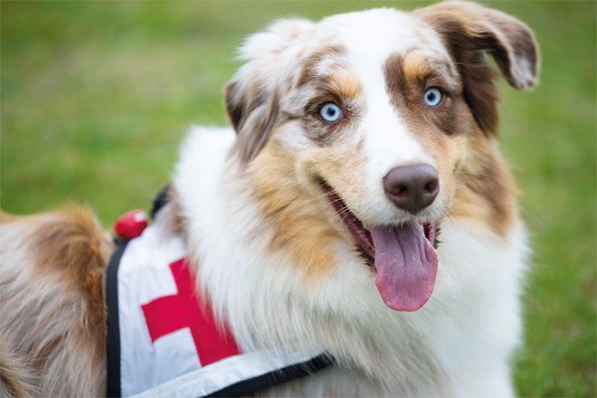 Foto: Ein DRK-Rettungshund blickt wach und konzentriert in die Kamera.